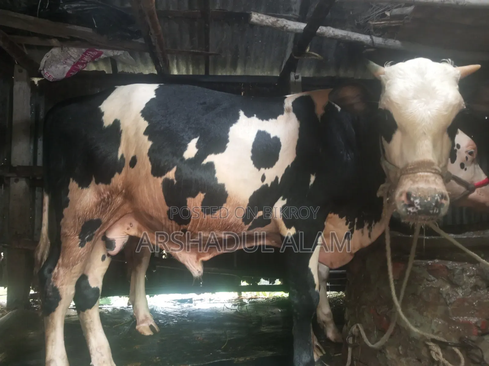ষাঁড় গরু বিক্রি