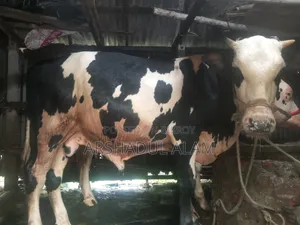 ষাঁড় গরু বিক্রি