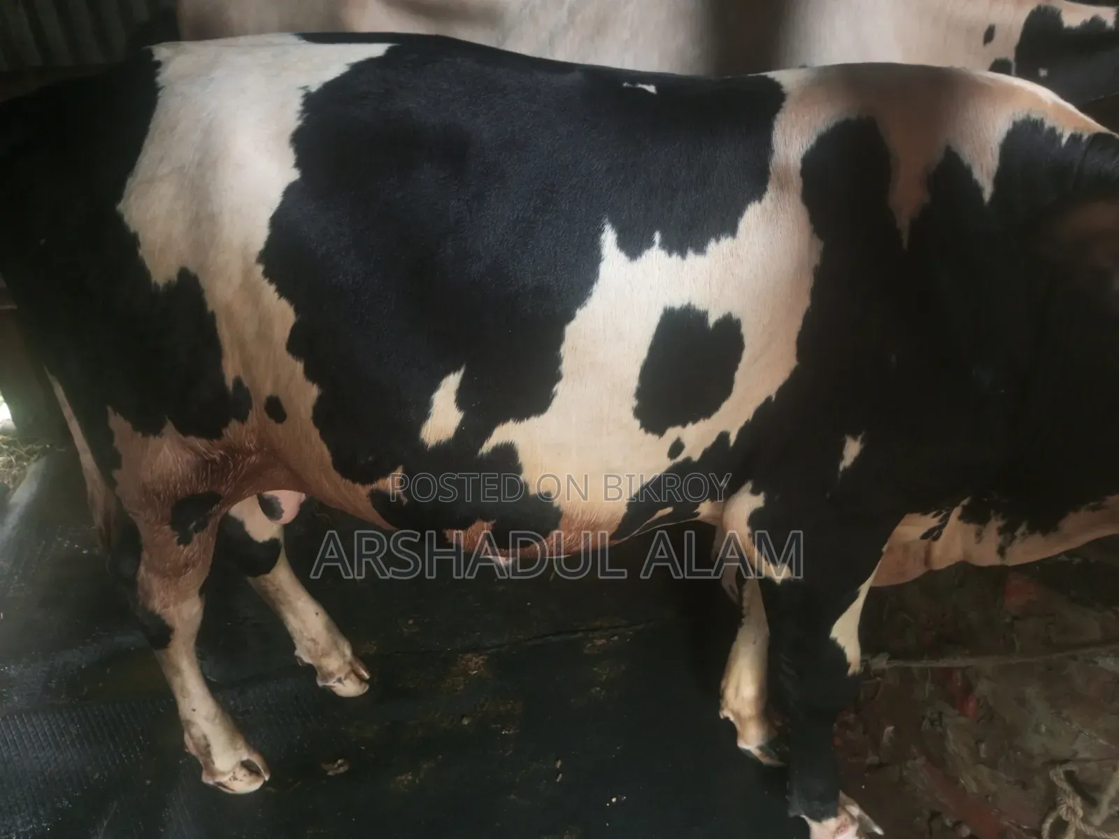 ষাঁড় গরু বিক্রি