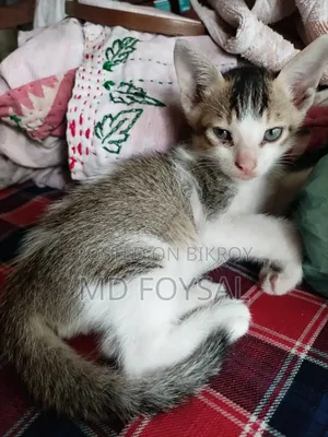 1-3 Months Male Purebred Bengal