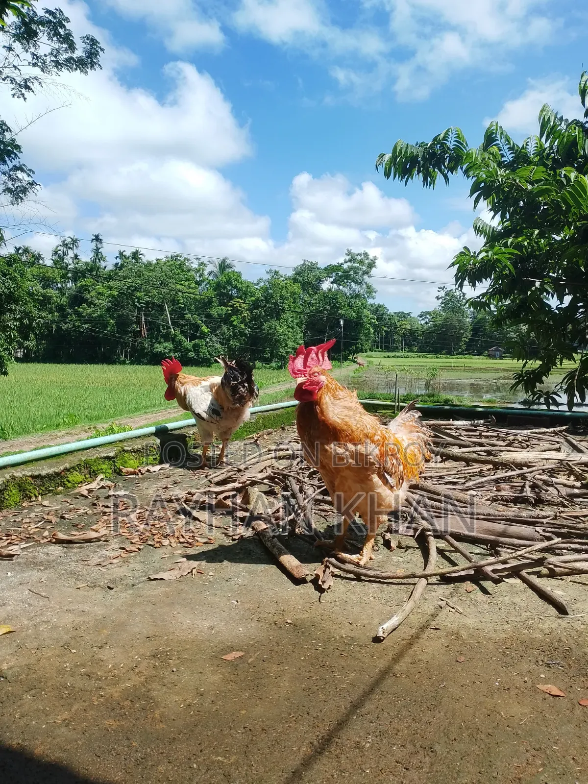 2 Tiger Cocks for Sale