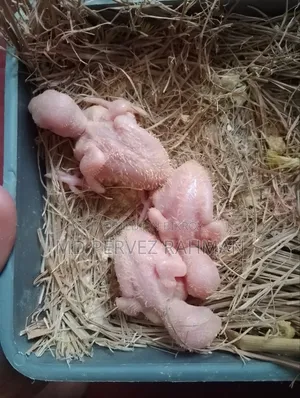 Master Pair Love Bird with Chicks