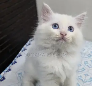 1-3 Months Male Purebred Persian