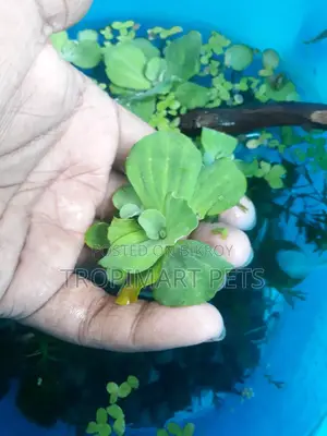 ৫ পিস হেলদি অ্যাকোরিয়াম প্ল্যান্ট ওয়াটার লেটুস।