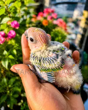 Sun Conure Baby