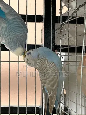 Budgie Breeding Pair