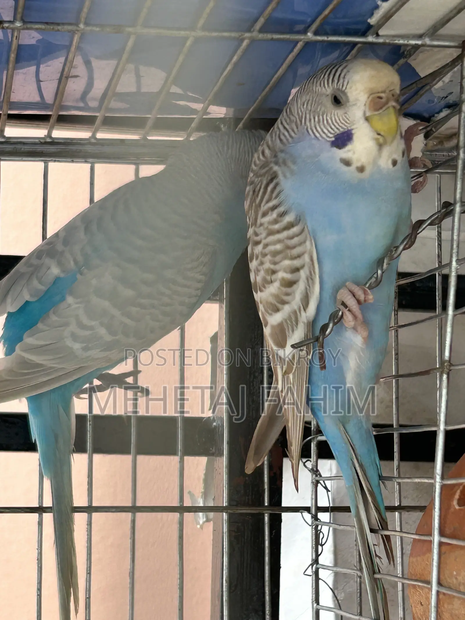 Budgie Breeding Pair