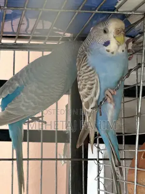 Budgie Breeding Pair