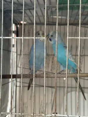 Budgie Breeding Pair