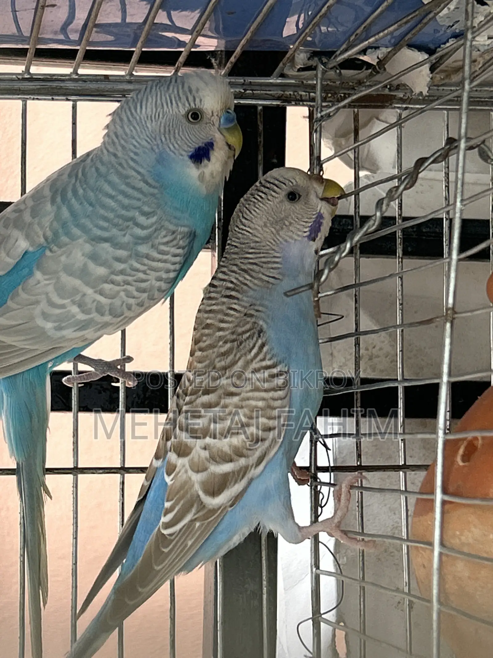 Budgie Breeding Pair