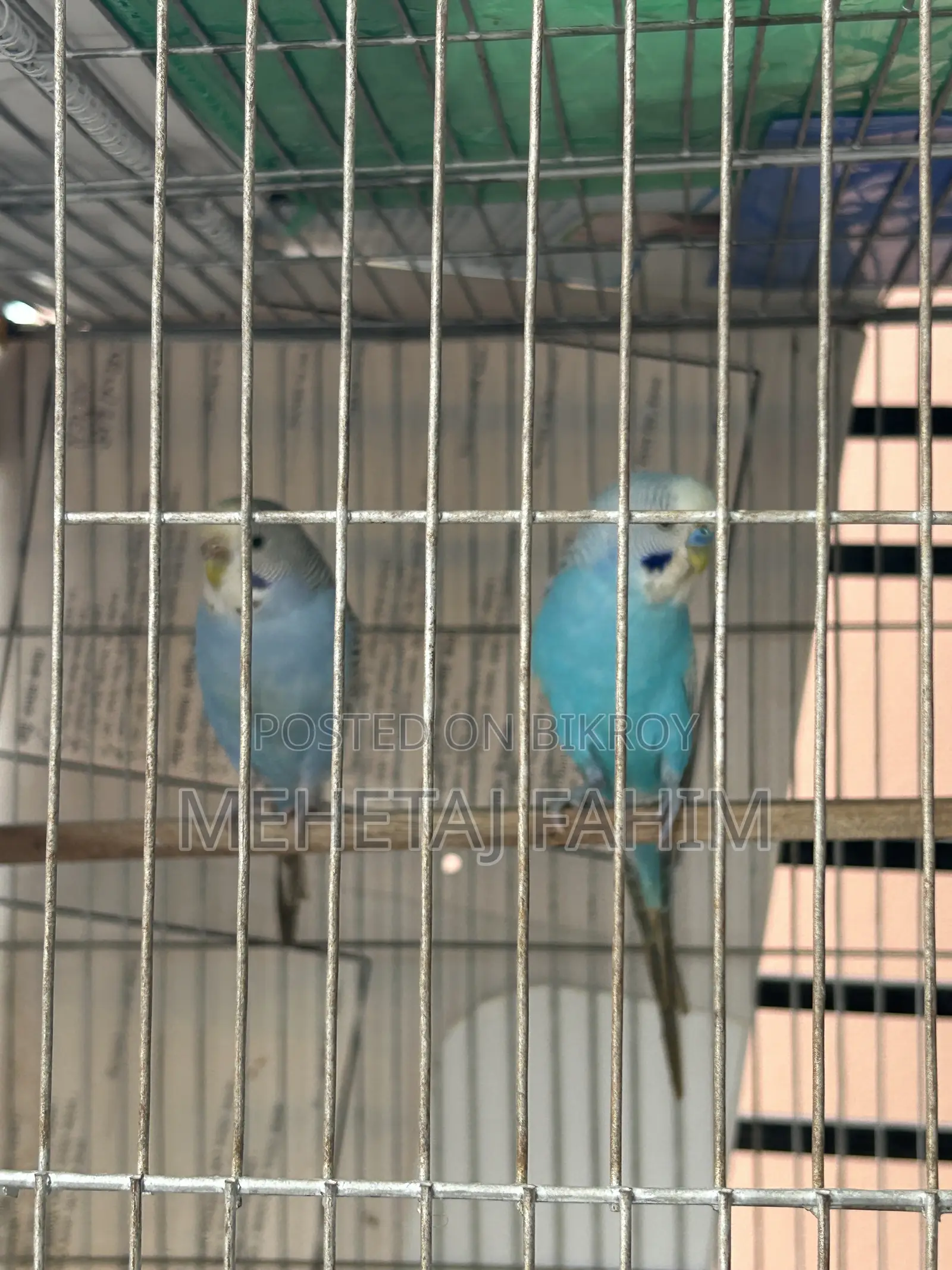 Budgie Breeding Pair