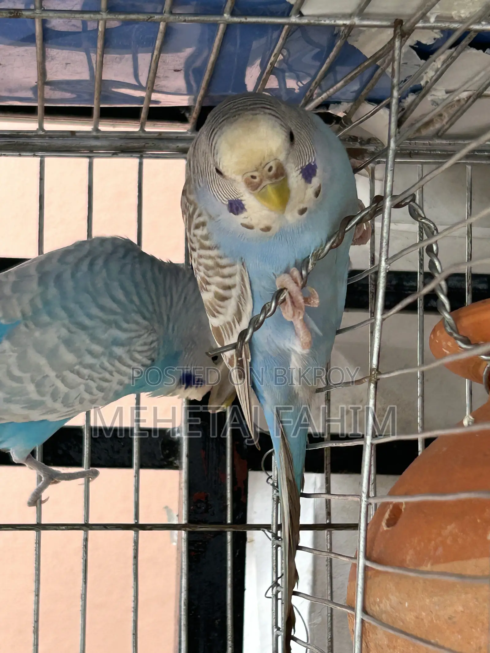 Budgie Breeding Pair