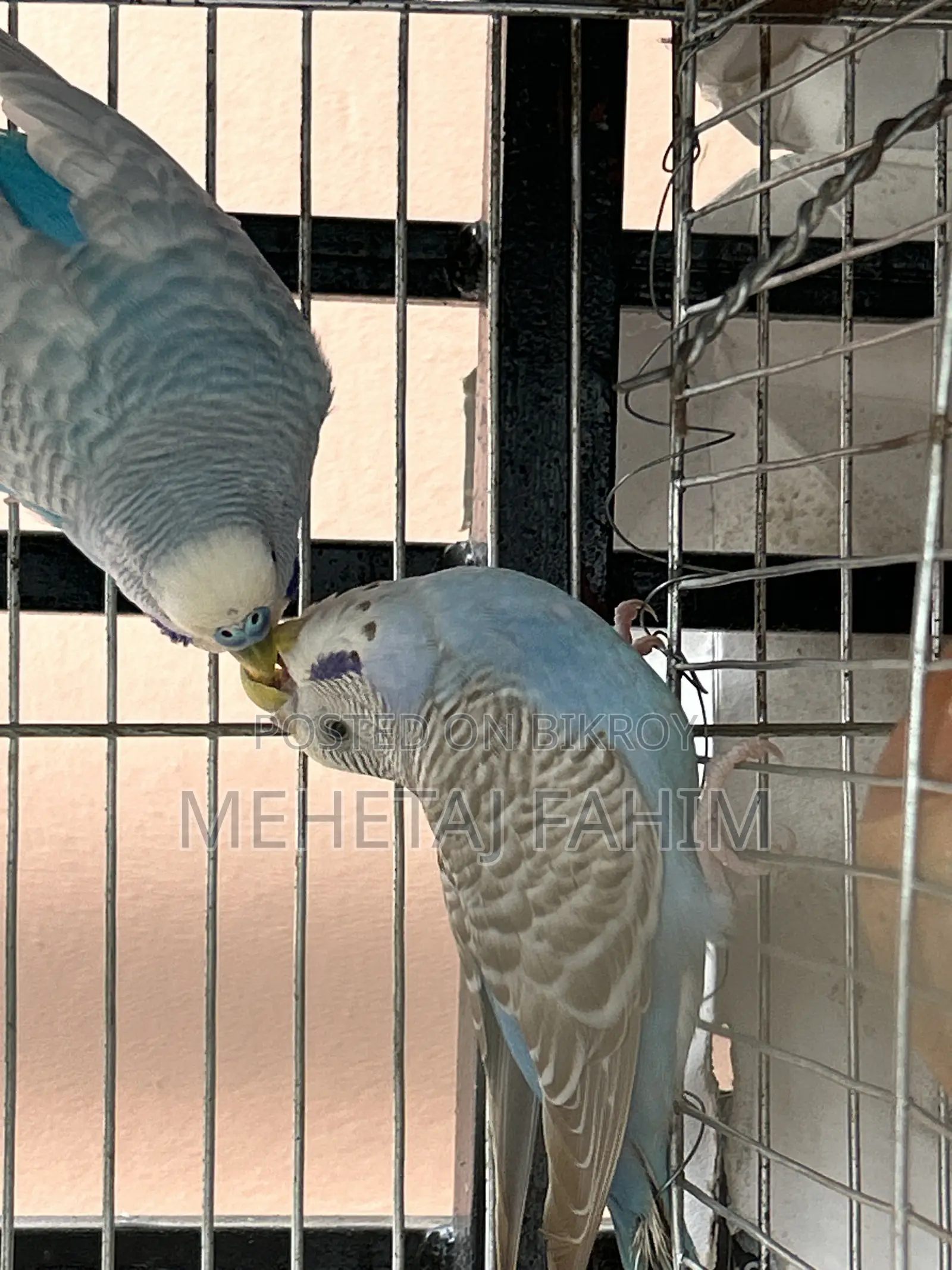 Budgie Breeding Pair