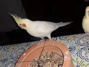 1 Pair Running Lutino Cockatiel Bird