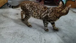1+ Year Male Purebred Bengal