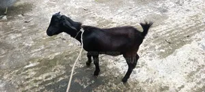 দুইটি দেশী পাঠা ছাগল বিক্রি হবে