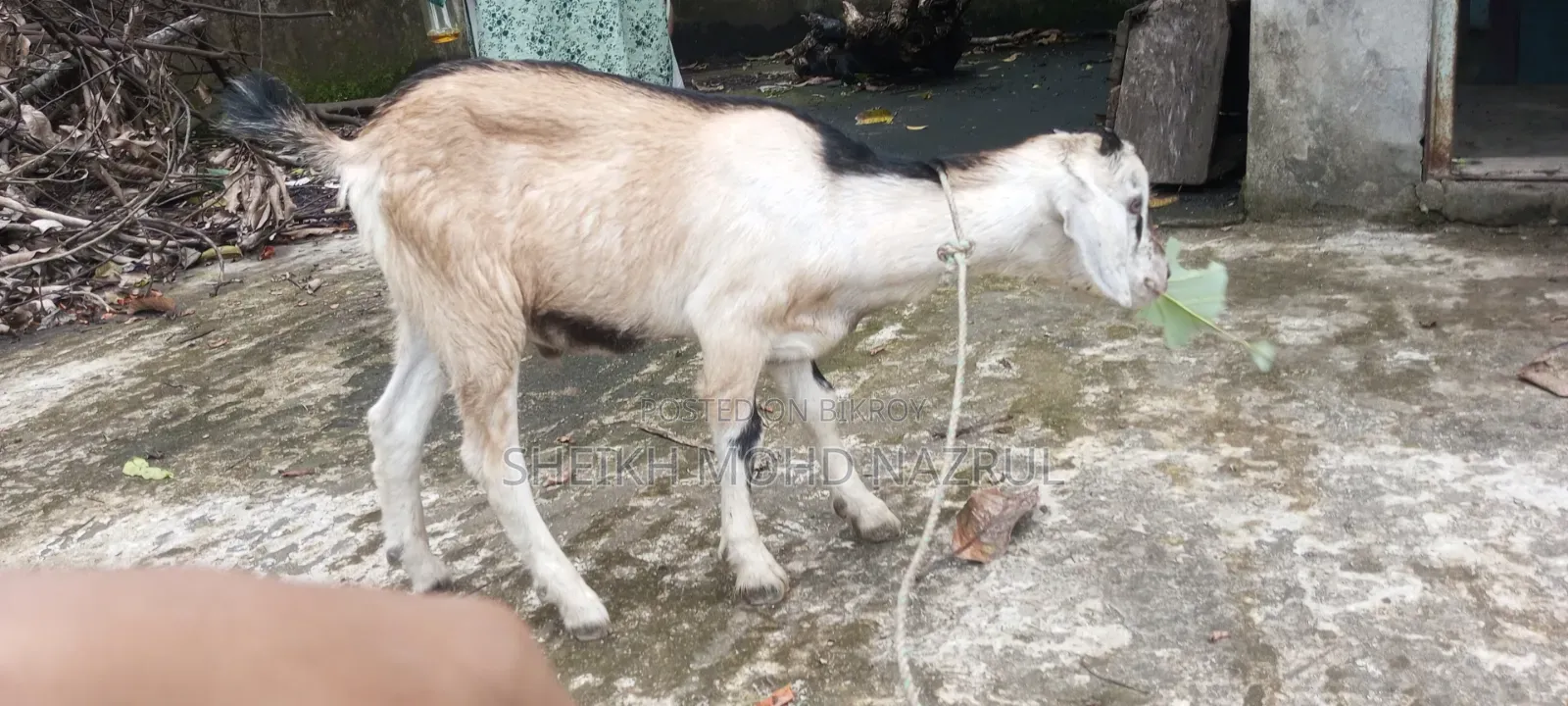 দুইটি দেশী পাঠা ছাগল বিক্রি হবে