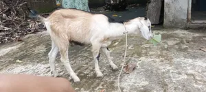 দুইটি দেশী পাঠা ছাগল বিক্রি হবে
