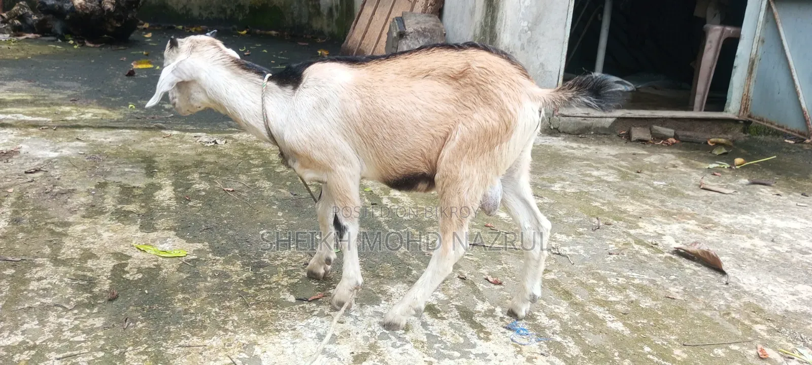 দুইটি দেশী পাঠা ছাগল বিক্রি হবে