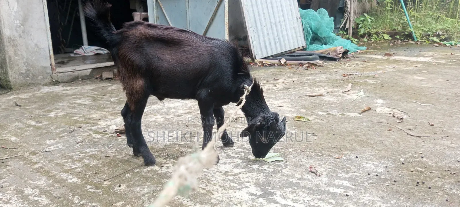 দুইটি দেশী পাঠা ছাগল বিক্রি হবে