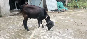 দুইটি দেশী পাঠা ছাগল বিক্রি হবে