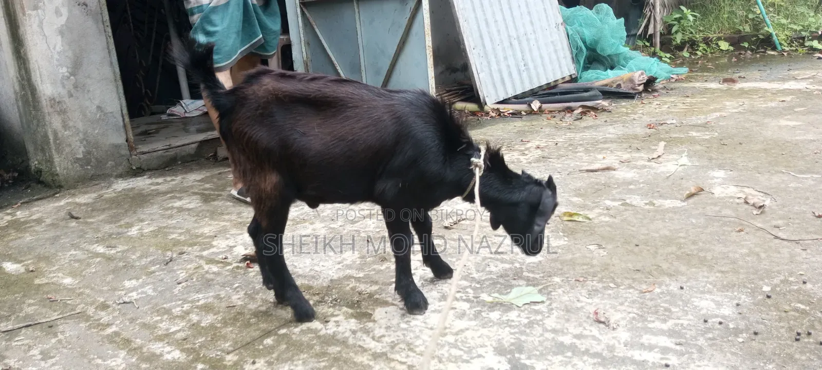 দুইটি দেশী পাঠা ছাগল বিক্রি হবে