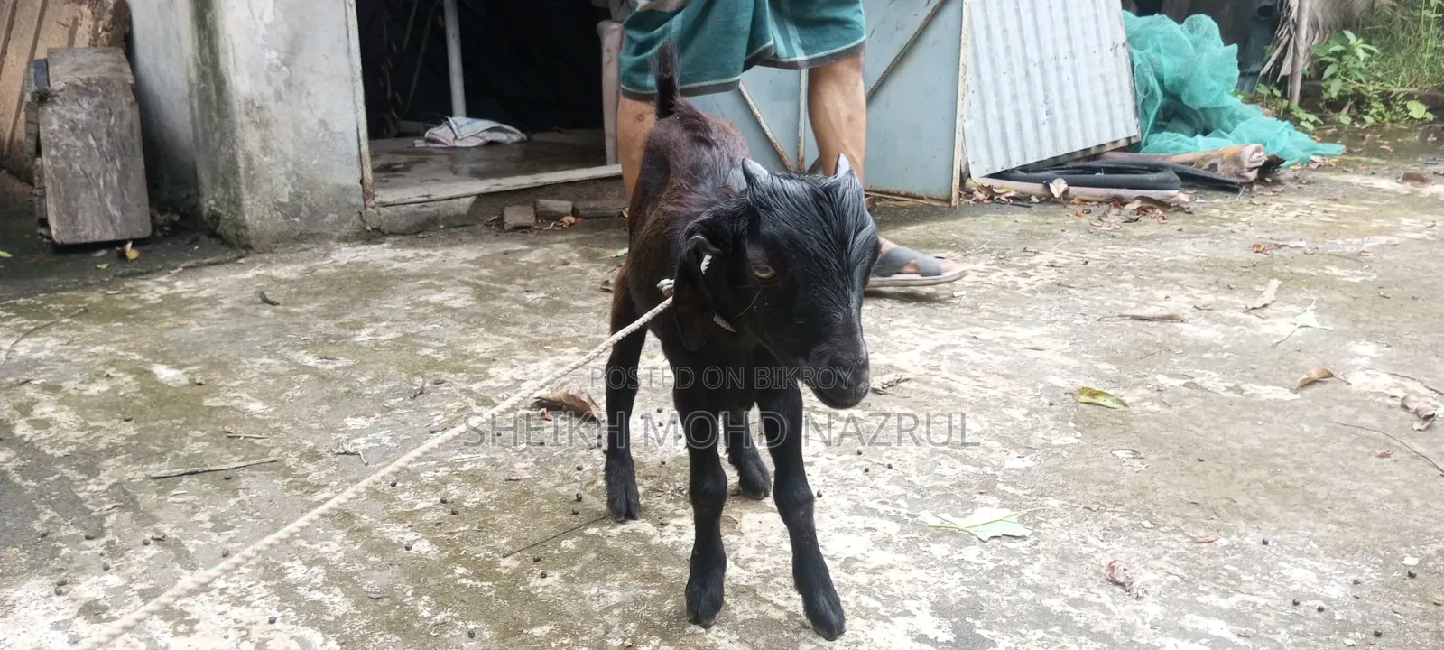 দুইটি দেশী পাঠা ছাগল বিক্রি হবে