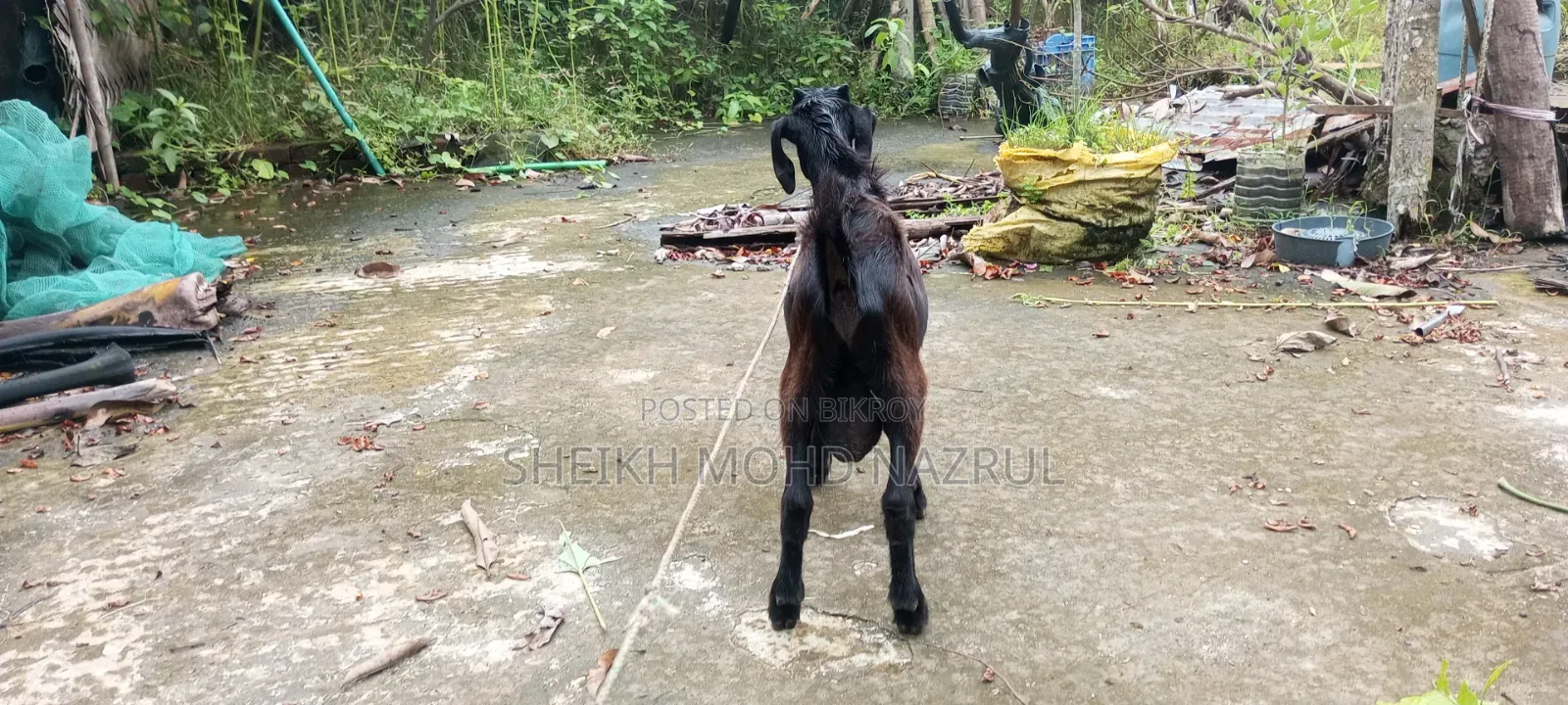 দুইটি দেশী পাঠা ছাগল বিক্রি হবে