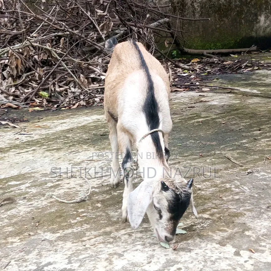 দুইটি দেশী পাঠা ছাগল বিক্রি হবে