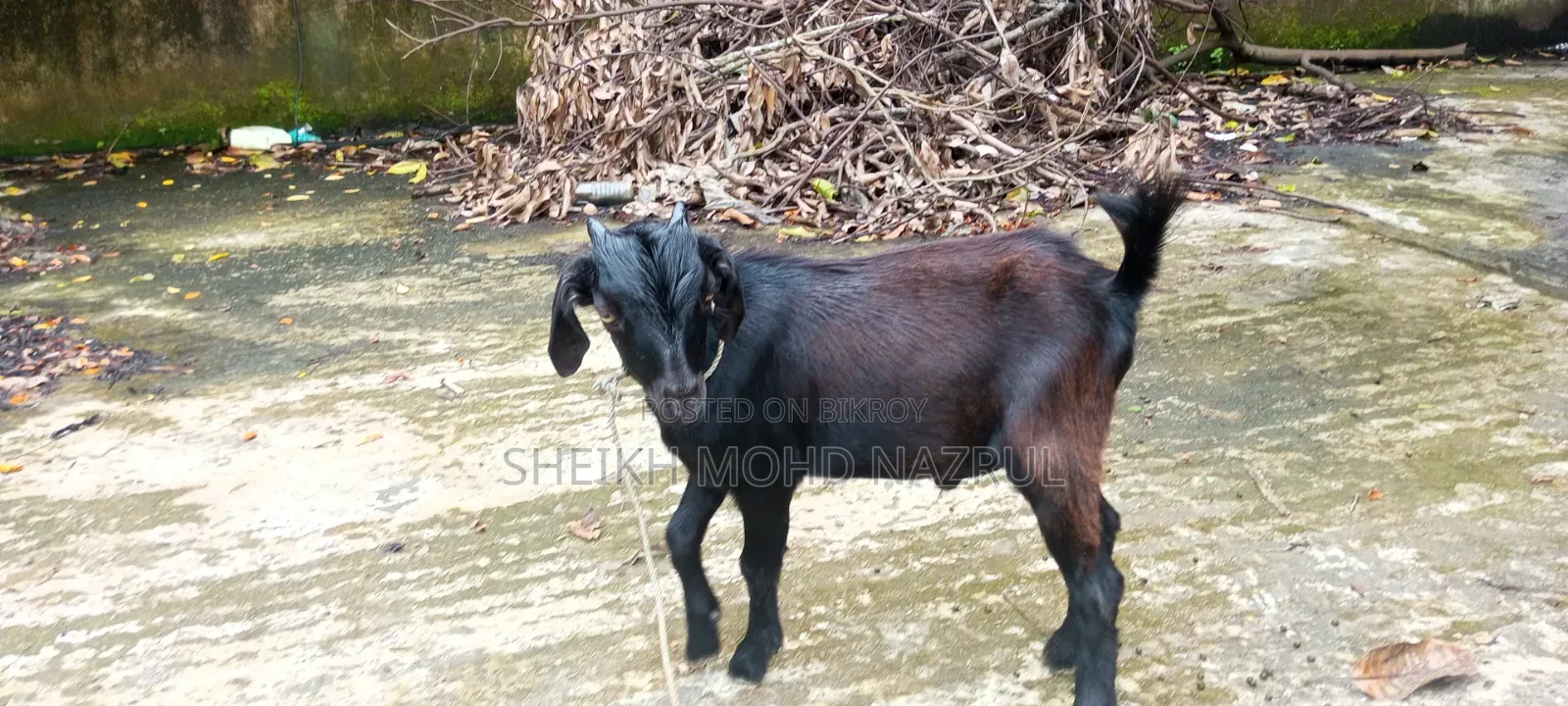 দুইটি দেশী পাঠা ছাগল বিক্রি হবে