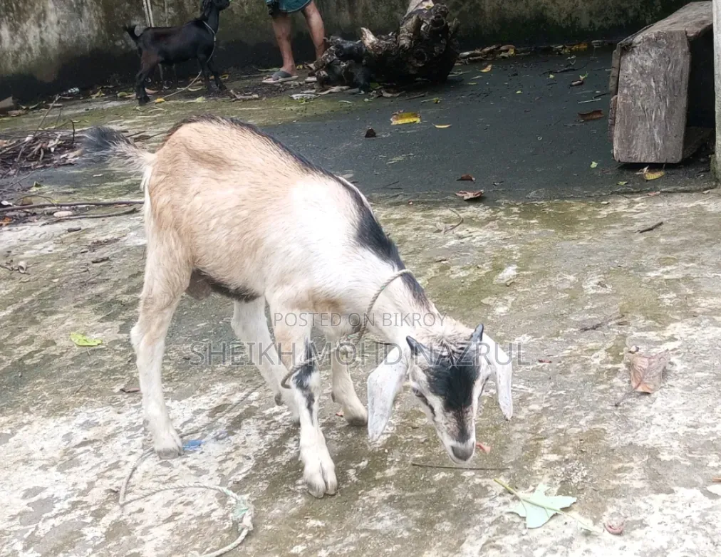 দুইটি দেশী পাঠা ছাগল বিক্রি হবে