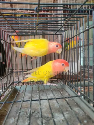 লাভবার্ডস (ফিমেল)