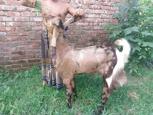 ছাগল বিক্রি