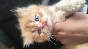 1-3 Months Male Purebred Persian