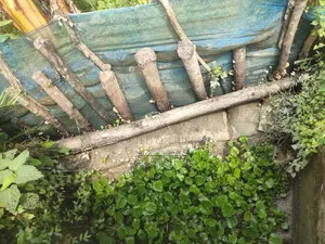 টাকার জন্য বিক্রি করে ফেলব যারা লাগবে নিতে পারেন মেইন রাস্তার পাশে