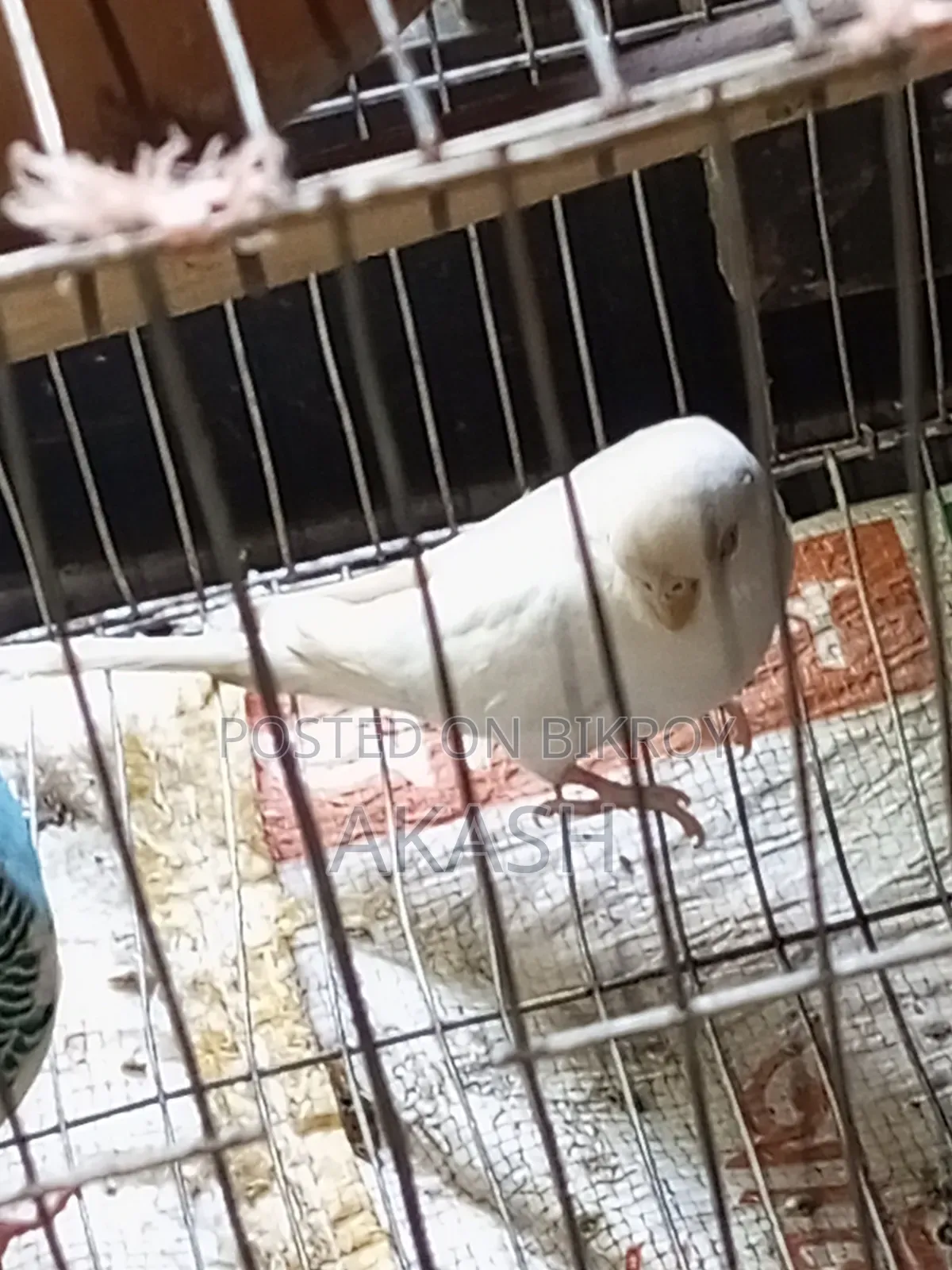 Budgerigar Bird