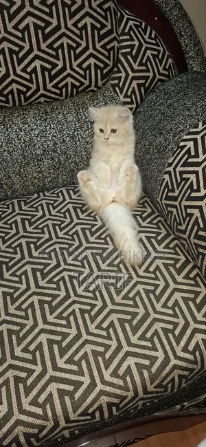 1-3 Months Female Purebred Persian