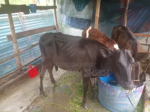 Very Good Cow
