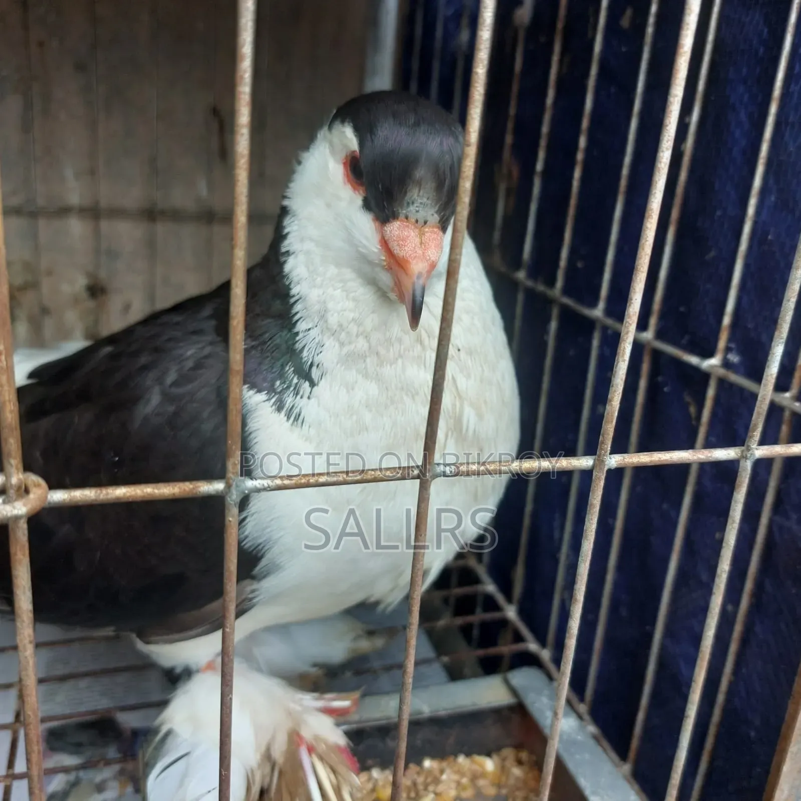 Siraji Pigeon