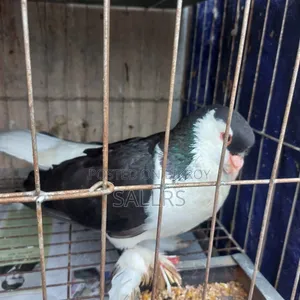 Siraji Pigeon