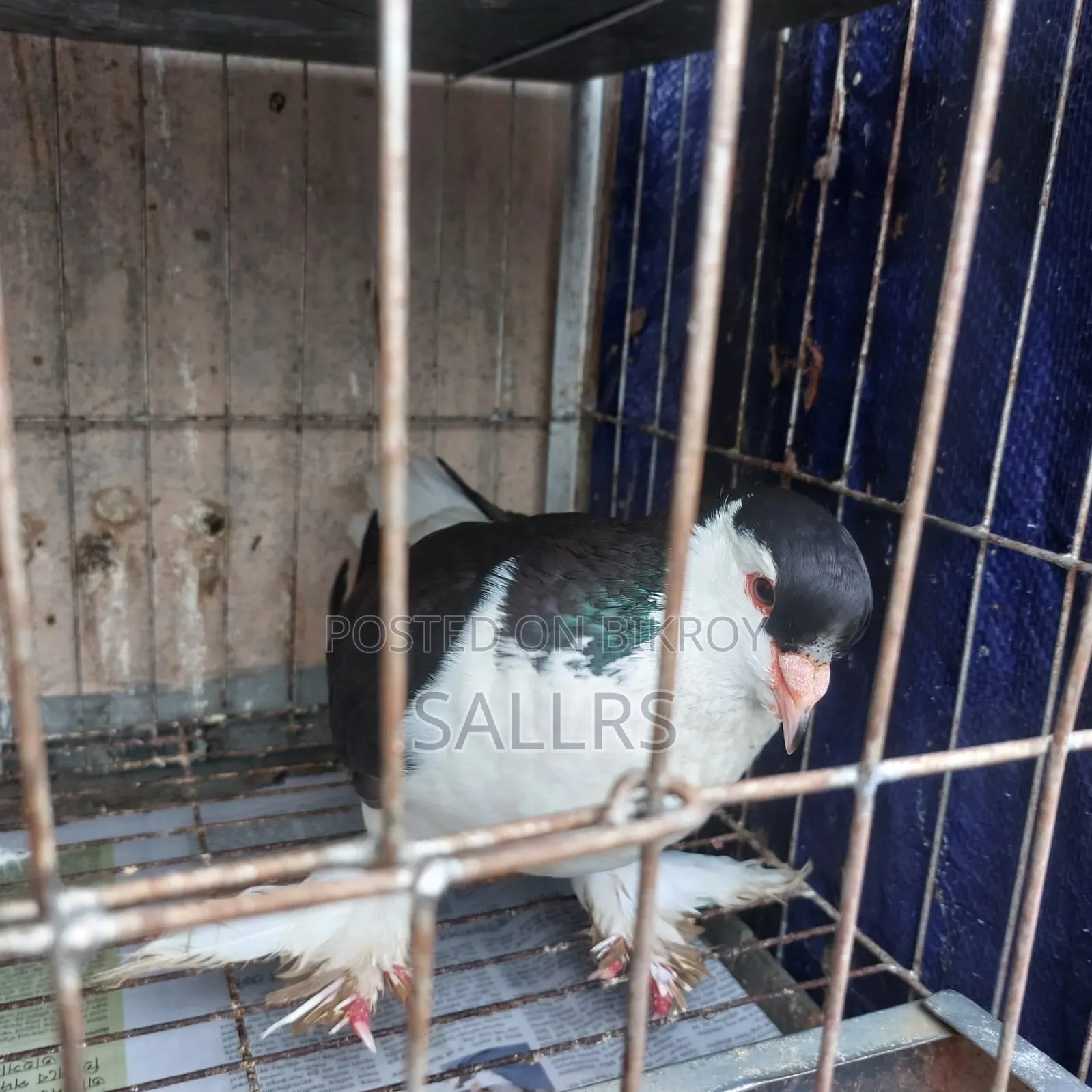 Siraji Pigeon
