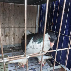 Siraji Pigeon