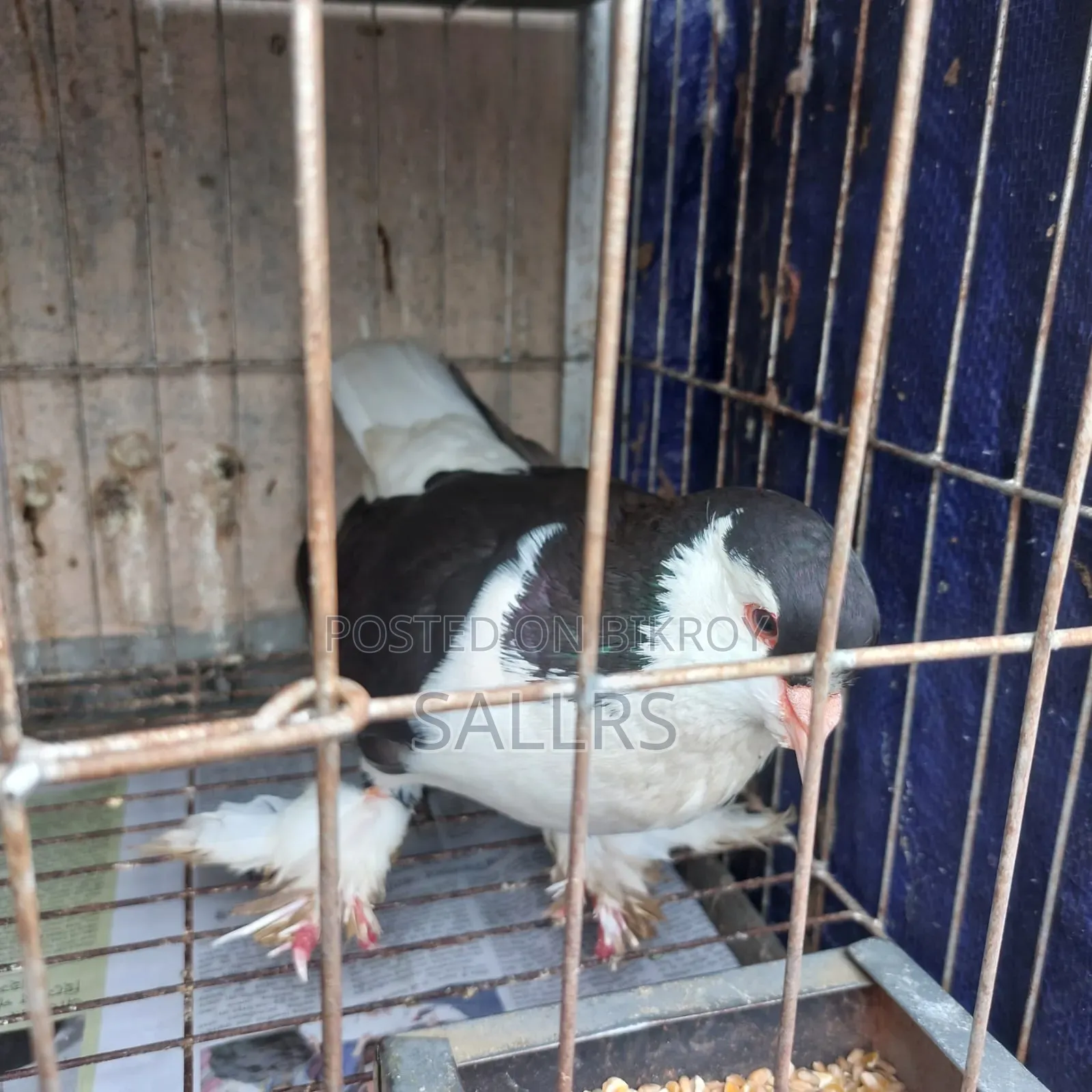 Siraji Pigeon