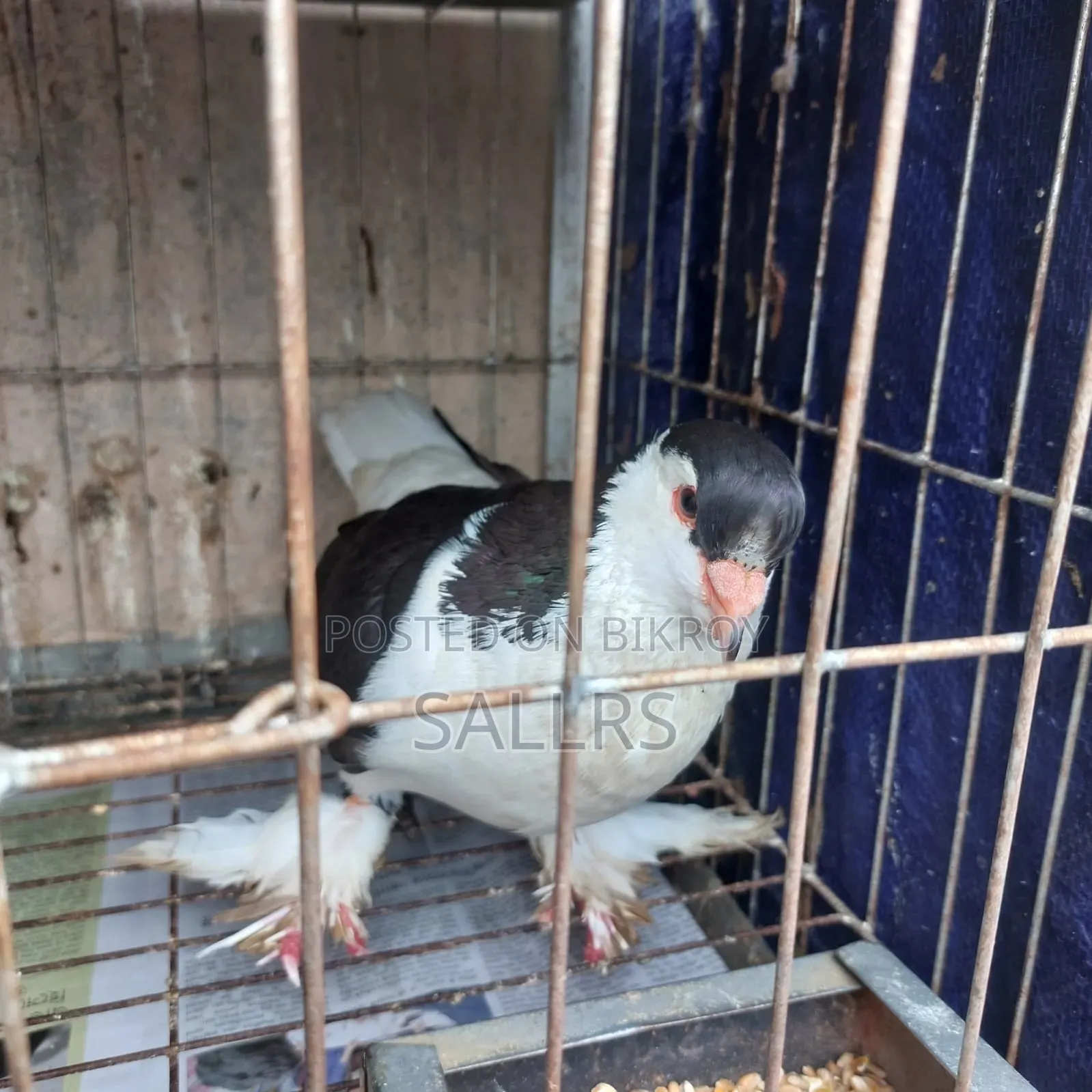 Siraji Pigeon