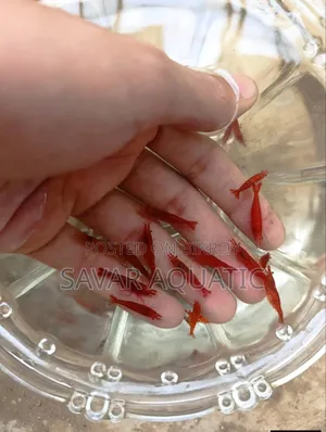 Red Shrimp