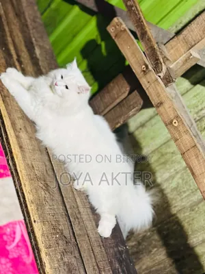 6-12 months Male Purebred Persian