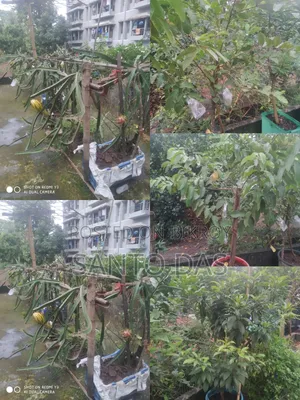 আপনার ছাদবাগানকে এক মুহূর্তে রঙিন করে তুলুন!