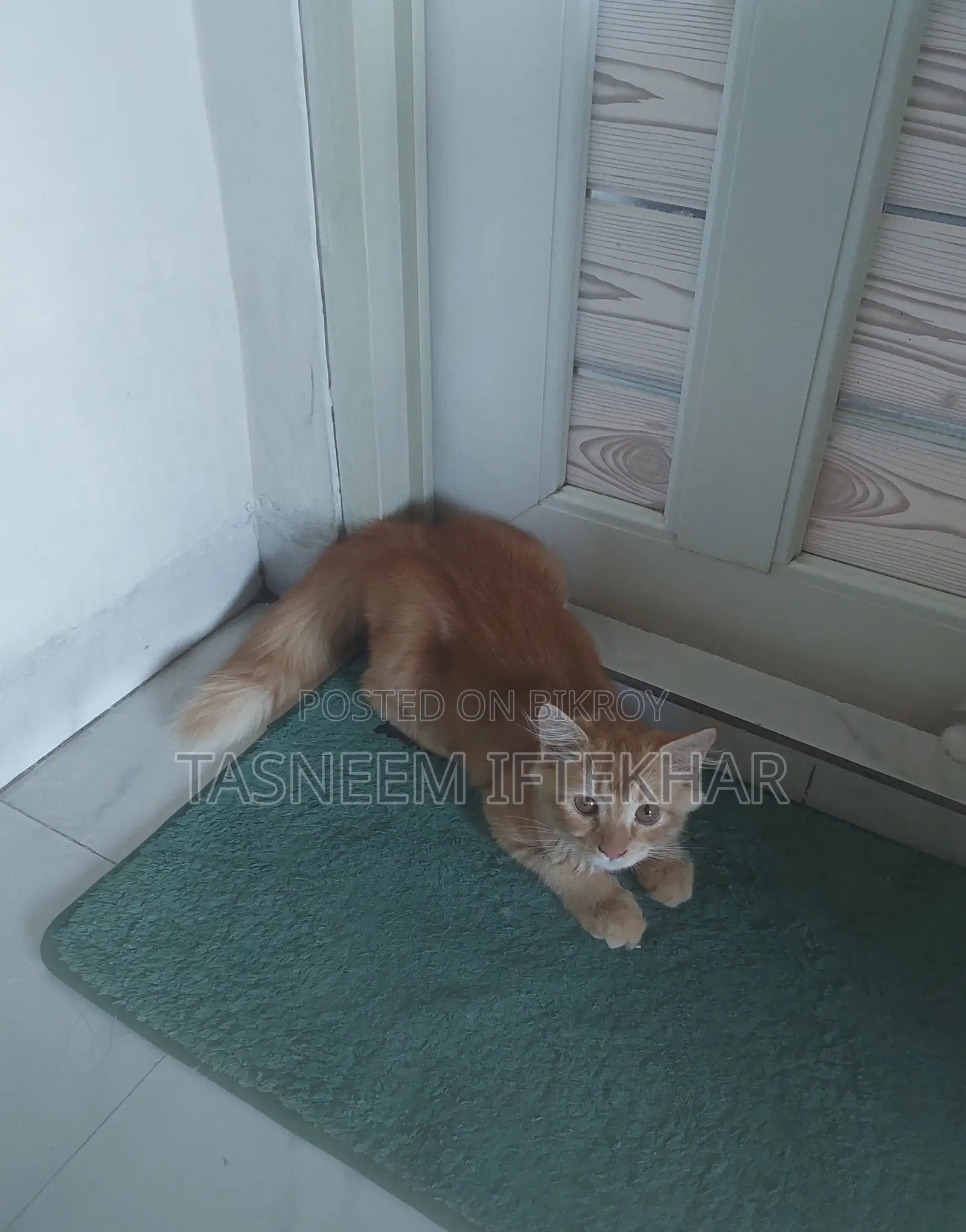 3-6 Months Male Mixed Breed Cat