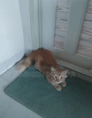 3-6 Months Male Mixed Breed Cat