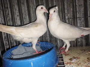 Original Afsan Grizzle Pair Pigeon for Sale | Healthy and High Quality